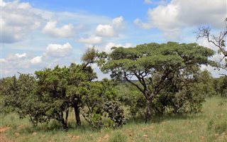 153 ha Farm in Groot Marico