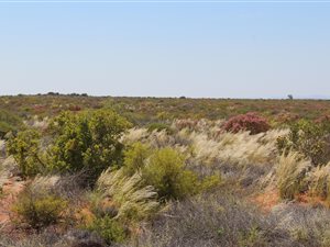 7000 ha Farm in Vredendal
