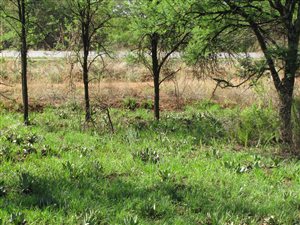 7 ha Land available in Kameeldrift