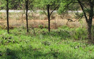 7 ha Land available in Kameeldrift