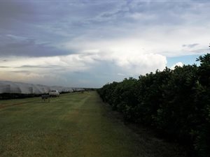 565 ha Farm in Mookgophong (Naboomspruit)