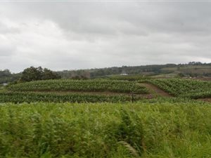 59 ha Farm in Port Edward