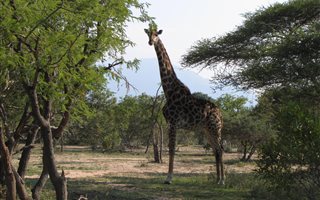 1.1 ha Land available in Moditlo Nature Reserve