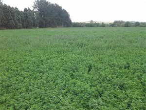 495 ha Farm in Viljoenskroon