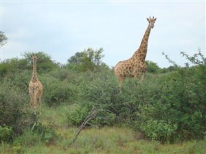 938.6 ha Farm in Lephalale (Ellisras)