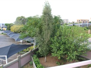 2 Bed Apartment in Sunninghill