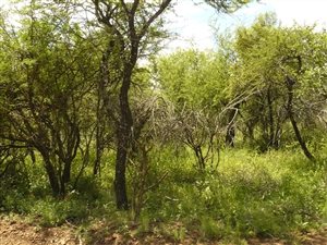 3 ha Land available in Buffelsdrift AH