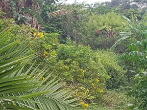 1259 m² Land available in Berea West