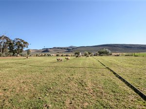 20 ha Farm in Touws Rivier