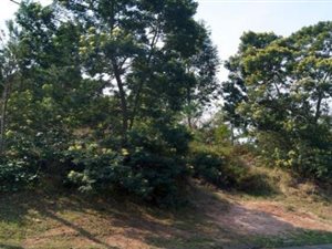 2057 m² Land available in Forest Hills