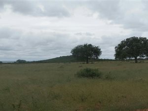 Game Farm in Alldays