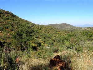 Game Farm in Rooiberg
