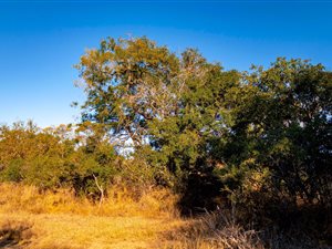 7611 m² Land available in Hoedspruit