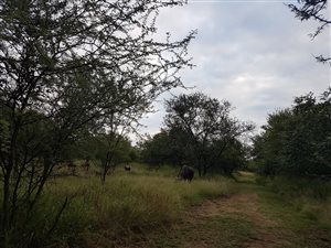 1 ha Land available in Leeuwfontein