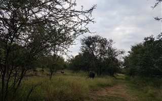 1 ha Land available in Leeuwfontein
