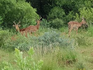 4.2 ha Land available in Boschkop