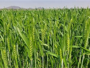 246 ha Farm in Roedtan