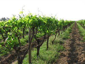 26 ha Farm in Kenhardt