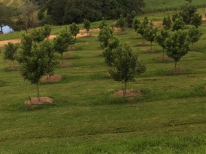7.7 ha Farm in Uvongo