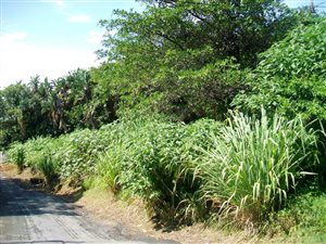 1249 m² Land available in Ramsgate
