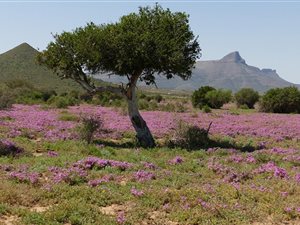 108 ha Farm in Graaff Reinet