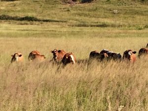397 ha Farm in Ficksburg