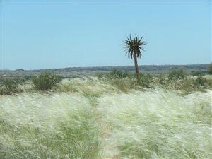 8088 ha Farm in Kenhardt