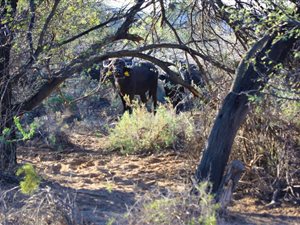 1279 ha Farm in Barrydale