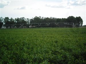 1983 ha Farm in Kroonstad