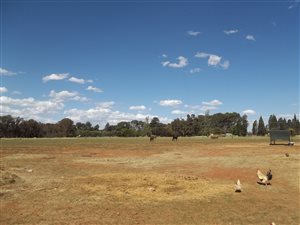 3.6 ha Farm in Buyscelia