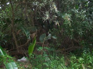 1351 m² Land available in Palm Beach