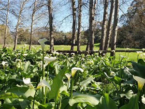 12.1 ha Farm in Paarl