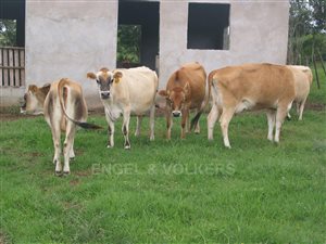 37 ha Farm in Kwelera