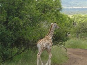 3 ha Land available in Buffelsdrift