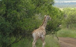 3 ha Land available in Buffelsdrift