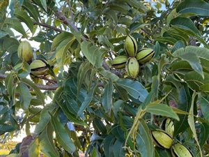 62.8 ha Farm in Stanger
