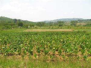 21 ha Farm in Nelspruit
