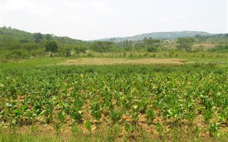 21 ha Farm in Nelspruit