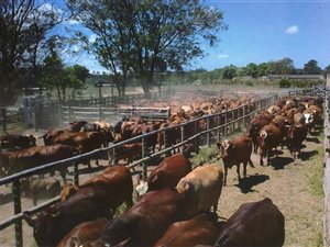 900 ha Farm in Bathurst and Surrounds