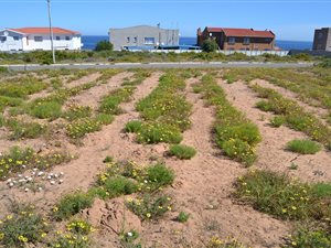 763 m² Land available in Lamberts Bay