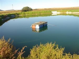 216 ha Farm in Bloemfontein Rural
