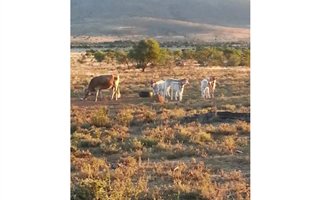 760 ha Farm in Cradock
