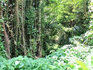 2900 m² Land available in Palm Beach