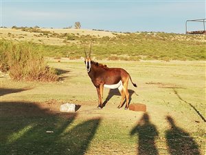 49 ha Land available in Ventersburg