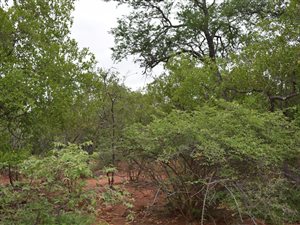 1 ha Land available in Hoedspruit