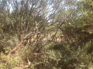3.2 ha Land available in Roodeplaat