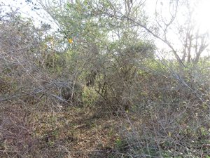 8565 m² Land available in Bathurst and Surrounds