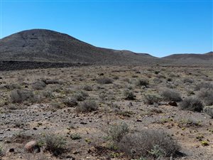 1567 ha Farm in Calvinia