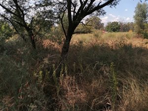 2.2 ha Land available in Walkers Fruit Farms