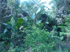 1351 m² Land available in Palm Beach